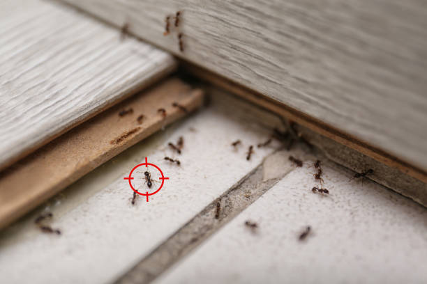 Best Affordable Pest Control Services  in Ortonville, MI