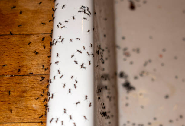 Best Rat Extermination Near Me  in Ortonville, MI
